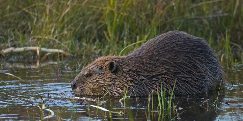 Bild zum Event: Biber, Lachs & Co.
